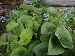 Brunnera sibirica