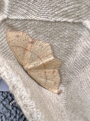 Cyclophora punctaria