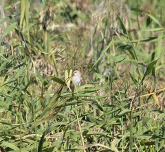 Panurus biarmicus
