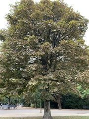 Aesculus hippocastanum
