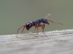 Rhytidoponera aspera