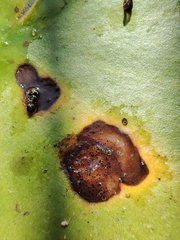 Colletotrichum nymphaeae