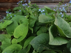 Brunnera sibirica