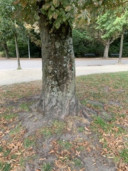 Aesculus hippocastanum