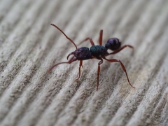 Rhytidoponera aspera