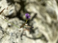 Collinsia torreyi