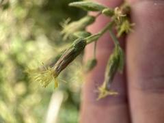 Brickellia californica