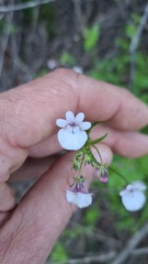 Nemesia floribunda