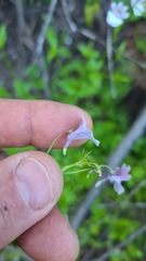 Nemesia floribunda