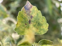 Brickellia californica