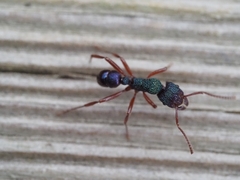 Rhytidoponera aspera