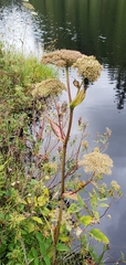 Angelica genuflexa