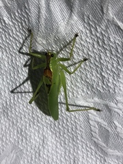 Hexacentrus japonicus