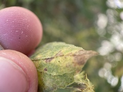 Brickellia californica