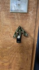 Eumorpha pandorus