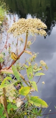 Angelica genuflexa