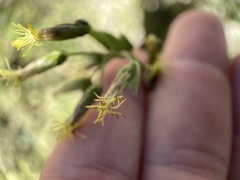 Brickellia californica
