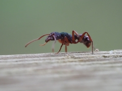 Rhytidoponera aspera