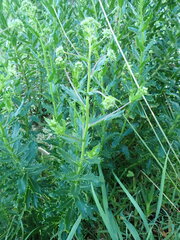Senecio glastifolius