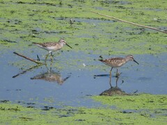 Calidris himantopus