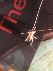 Nippancistroger testaceus