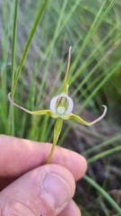 Disperis capensis capensis