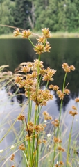 Juncus canadensis