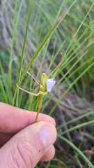 Disperis capensis capensis