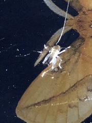 Nippancistroger testaceus