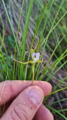 Disperis capensis capensis