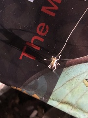 Nippancistroger testaceus