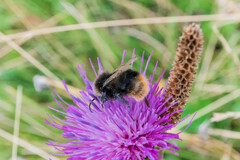 Bombus lapidarius