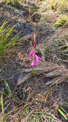 Watsonia coccinea