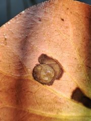 Colletotrichum nymphaeae