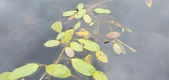 Potamogeton amplifolius