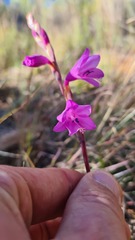 Watsonia coccinea