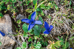 Gentianopsis ciliata