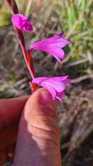 Watsonia coccinea