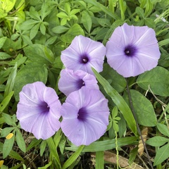 Ipomoea cairica