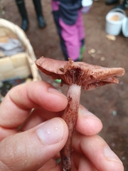 Lactarius camphoratus