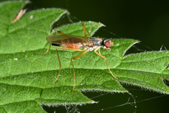 Neria commutata