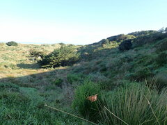 Senecio glastifolius