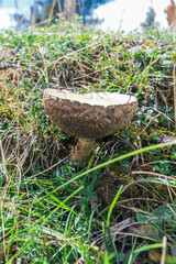 Suillus viscidus