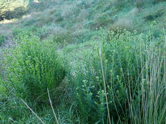 Senecio glastifolius