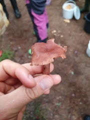 Lactarius camphoratus