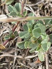 Ononis spinosa procurrens