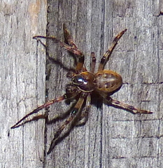 Larinioides cornutus