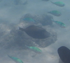 Sufflamen chrysopterum