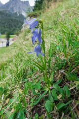 Campanula alpina