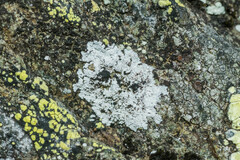 Physcia caesia